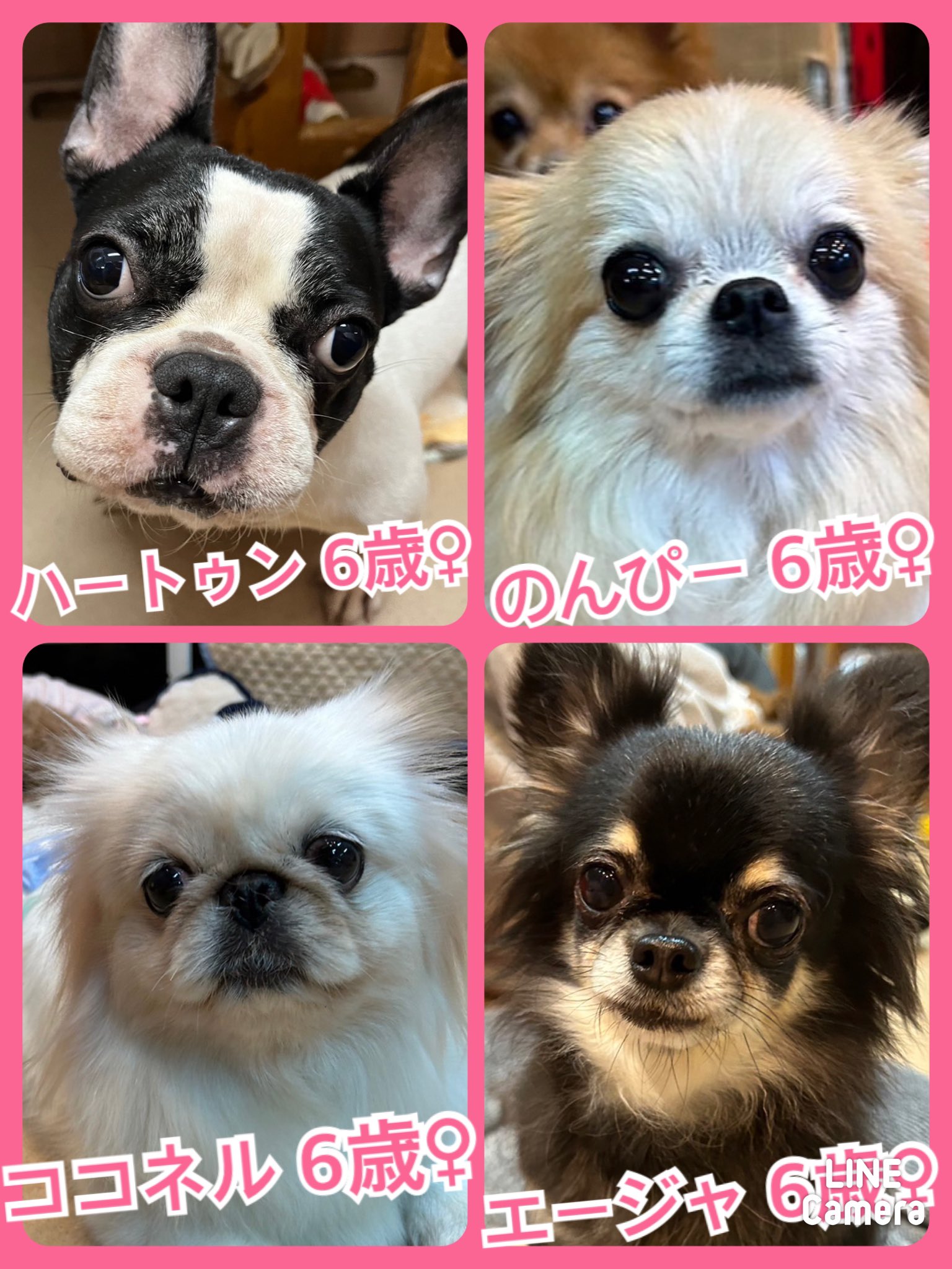 🐾今日の里親様募集中ワンコ🐶メンバーです🐾2023,11,19【保護犬カフェ天神橋店】